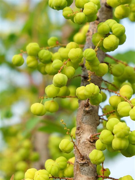 Indian Gooseberry Tree Malacca Emblic Phyllanthus Emblica Urban