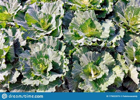 Ornamental Cabbage Plants Brassica Oleracea In Latin Stock Image