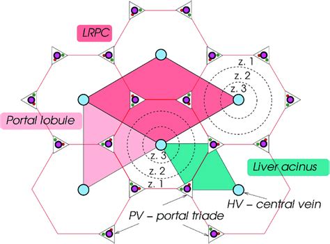 Liver Microstructure And Functional Units The Liver Representative