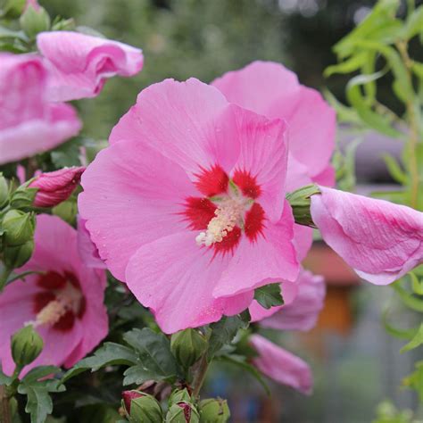 Hibiscus syriacus