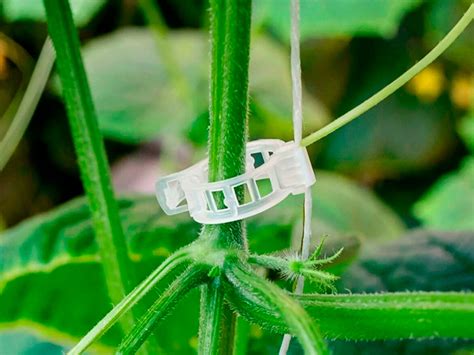 Клипса для крепления растений, 100 шт - купить по выгодной цене ...