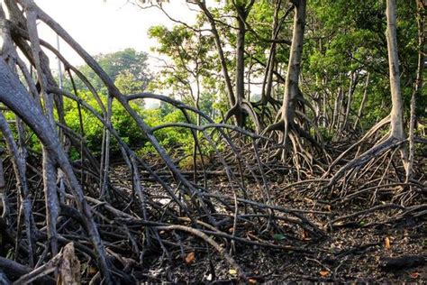 Mangrove Roots Stock Photos, Images and Backgrounds for Free Download