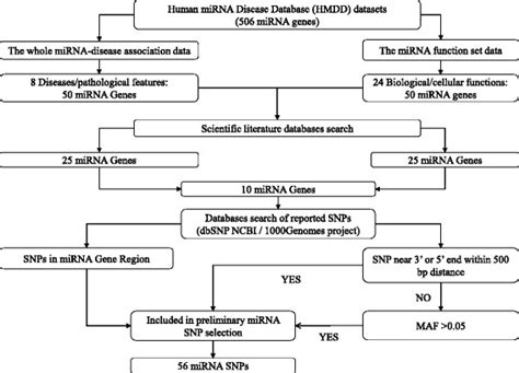 Microrna Snp Mir Snp Selection Algorithm Using The Human Mirna