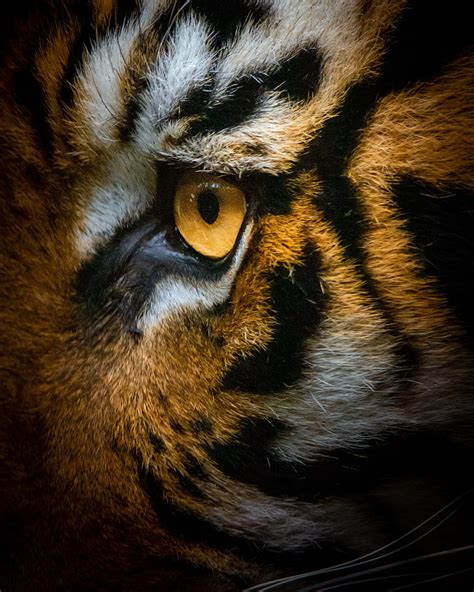 Tiger Eye Macro Hd Phone Wallpaper Peakpx