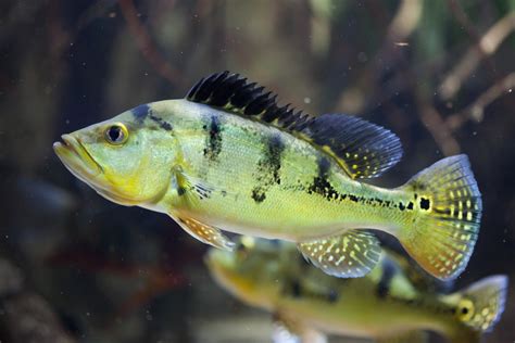 Peixe tucunaré azul veja espécies e curiosidades Guia Animal