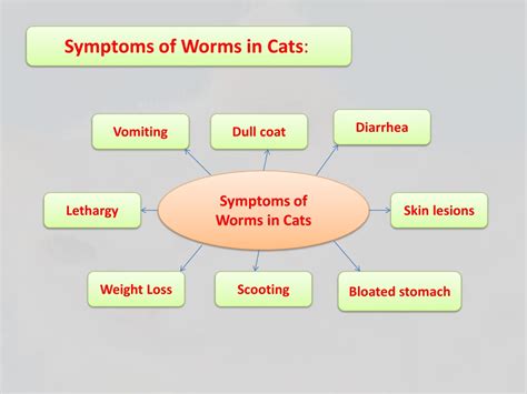 Ppt What You Need To Know About Worms In Cats Powerpoint Presentation