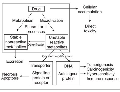 Proposed Role Of Bioactivation In Drug Toxicity Download Scientific