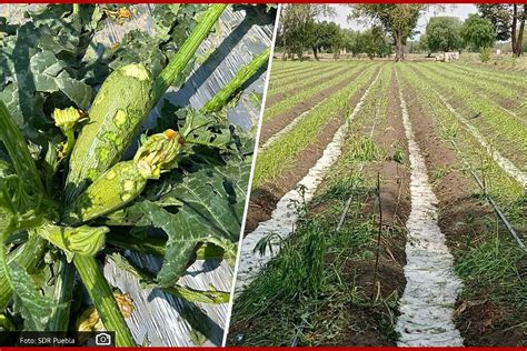 Granizada Provoca Afectaciones En Cultivos De Felipe Ngeles Y Quecholac