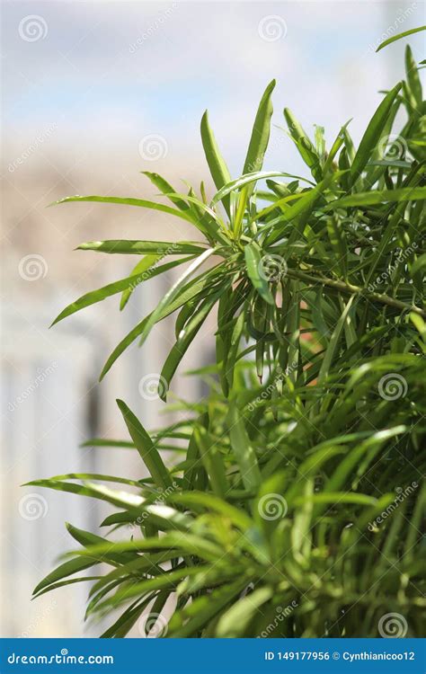 Une Plante Verte Pendant Une Saison D t Photo stock Image du été