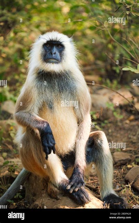 Grey Langur