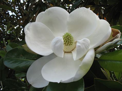 Southern Magnolia Magnolia Grandiflora Magnolia Grandiflora