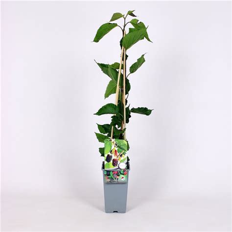 Comprar árbol morera negra plantas de Morus nigra Plantamus Vivero