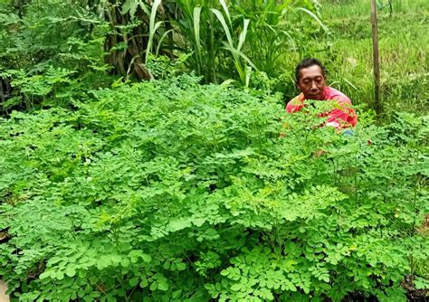 kisah petani toha delapan  bersama odesa indonesia