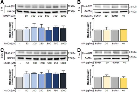 PDF Nonionotropic Action Of Endothelial NMDA Receptors On BloodBrain