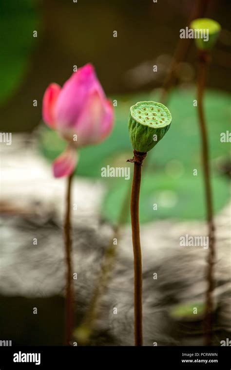 Lotus Blossom Faded Lotus Flower Nelumbo Nucifera Ubud Bali