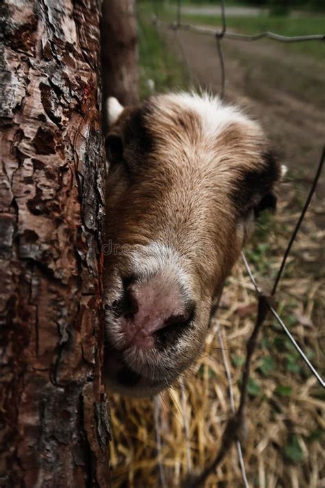 Goats and sheep in farm stock photo. Image of agriculture - 159197498