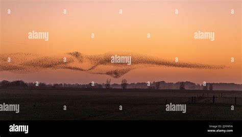 common starling (Sturnus vulgaris), flock flying to the roosting place after sunset, large flock ...