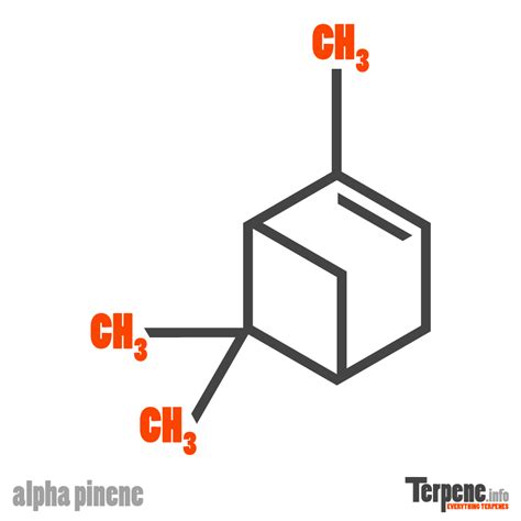 Cannabis Terpene Alpha Pinene | Effects, Research & More