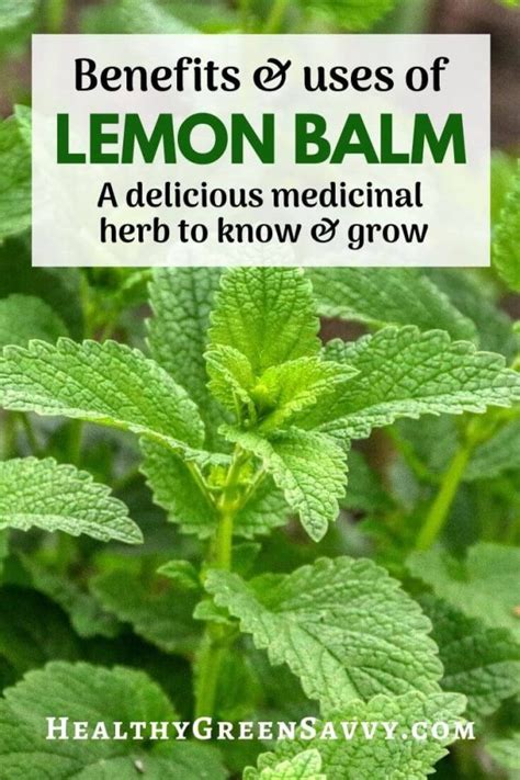 Uses For Lemon Balm A Delicious Medicinal Herb Healthygreensavvy