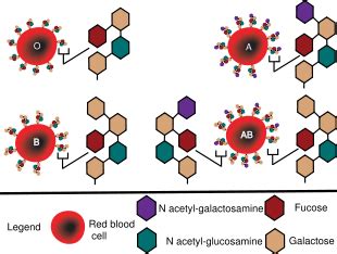 ABO blood group system - wikidoc