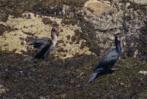 Great Cormorant - NH Audubon