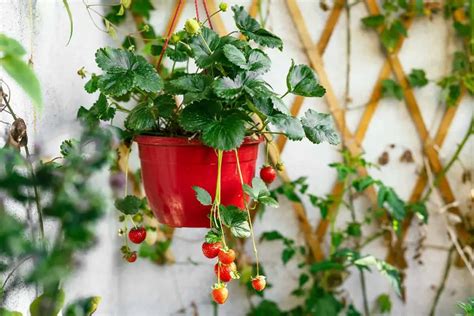 13 Easy Fruits To Grow In Pots And Containers Plantglossary