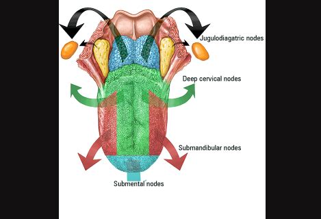 Lymph Drainage Of Tongue Lymph Drainage Head And Neck Human Body