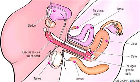 Sesso Vagina Pictures Telegraph