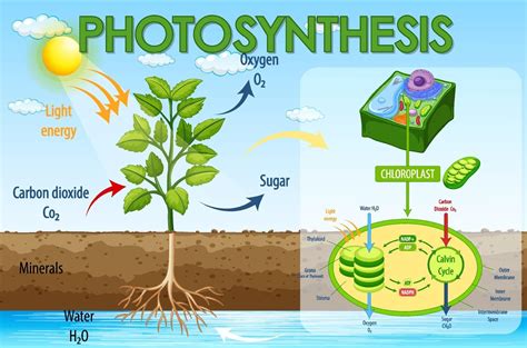 Diagrama De Fotosintesis