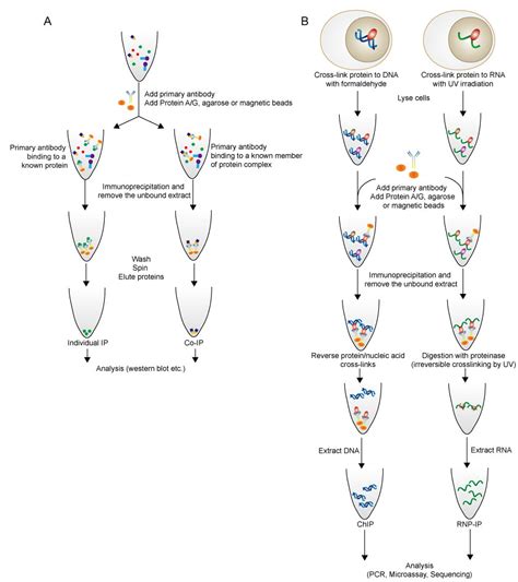 Immunoprecipitation Guide | Immunoprecipitation (IP) is a me… | Flickr