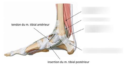 Tibial Postérieur Et Antérieur