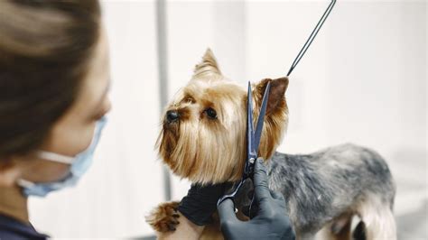 Por qué a algunas razas de perro no se les debe cortar nunca el pelo