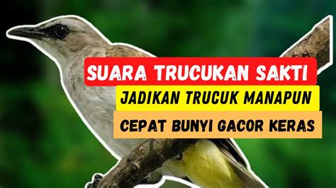 Pancingan Suara Trucukan Merangsang Trucukan Ombyokan Agar Bunyi Dan