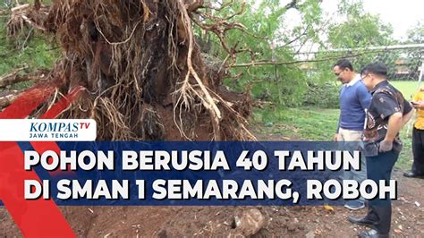 Pohon Berusia 40 Tahun Di SMAN 1 Semarang Roboh YouTube