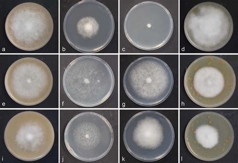 Colony Morphology Of Phytophthora Betacei P Infestans And P Andina