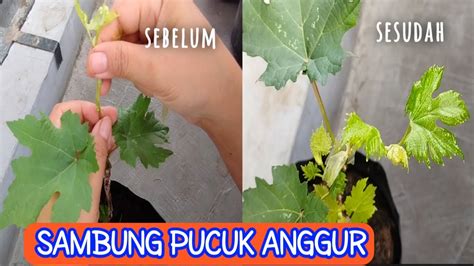 CARA SAMBUNG PUCUK ANGGUR YouTube