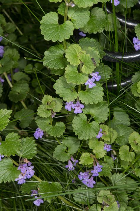 Будра плющевидная в ландшафтном дизайне (39 фото) - фото - картинки и ...