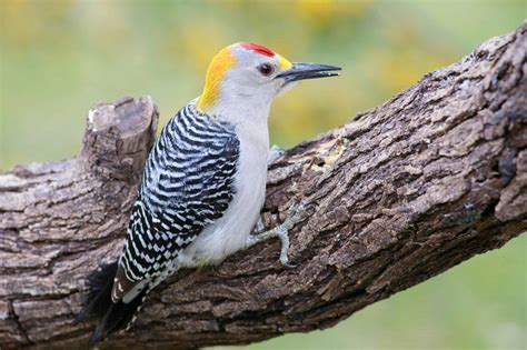 9 Woodpeckers In Wisconsin Pictures Id Guide And Common Locations