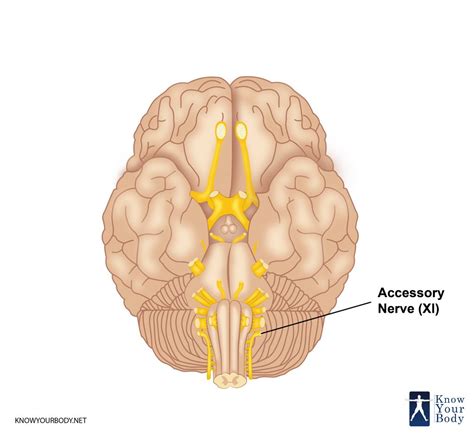 Accessory Nerve - Location, Origin, Blood Supply, Function and FAQs