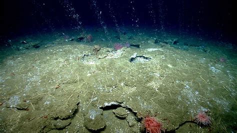 Education: Themes: Cold Seeps: Background Information: NOAA Ocean ...