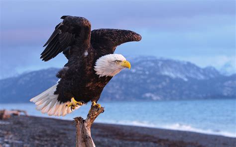 Fantastic Eagle wallpaper | 1440x900 | #12912