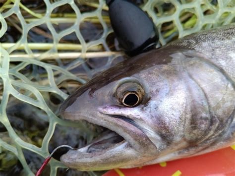 チンコリンカス・ミキス さんの 2024年04月12日のアメマスの釣り・釣果情報北海道 石狩川中流 アングラーズ 釣果500万