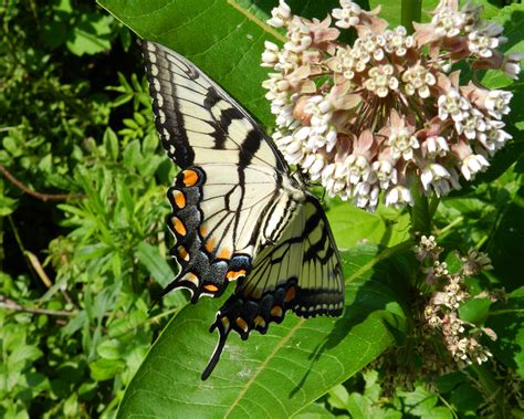 Maryland Butterflies