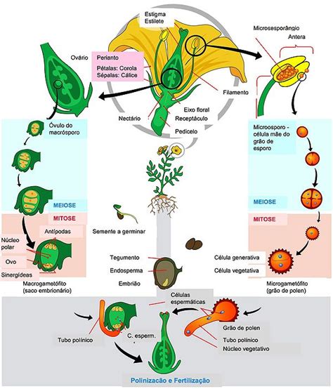 Ciclo De Vida Das Angiospermas