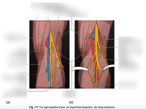 Diagram Of Popliteal Fossa 2 Quizlet