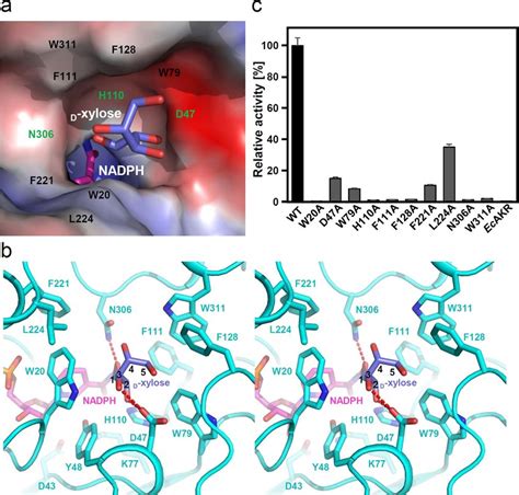 Substrate Binding Mode Of Ssxr A Electrostatic Potential Surface