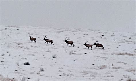 Beautiful 40 acre Hunting Lease with Orchard on the Edge of +101,000