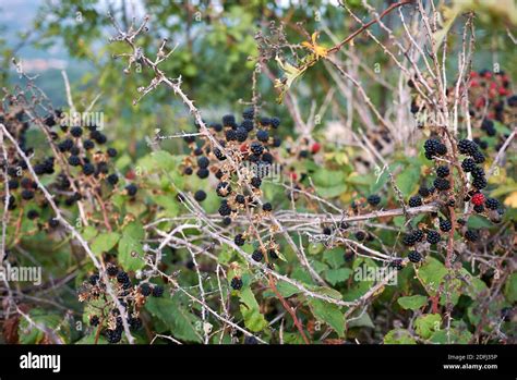 Rubus Ulmifolius Shrub With Blackberry Stock Photo Alamy