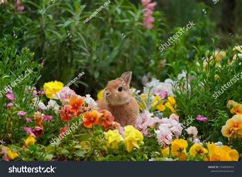 77,326 Rabbit Garden Images, Stock Photos & Vectors | Shutterstock