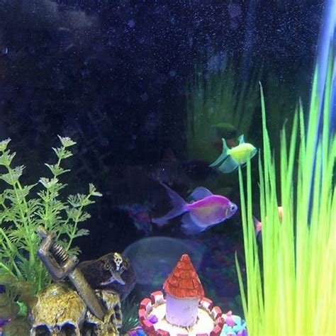 What Can I Put With My Tetras Diy Seattle